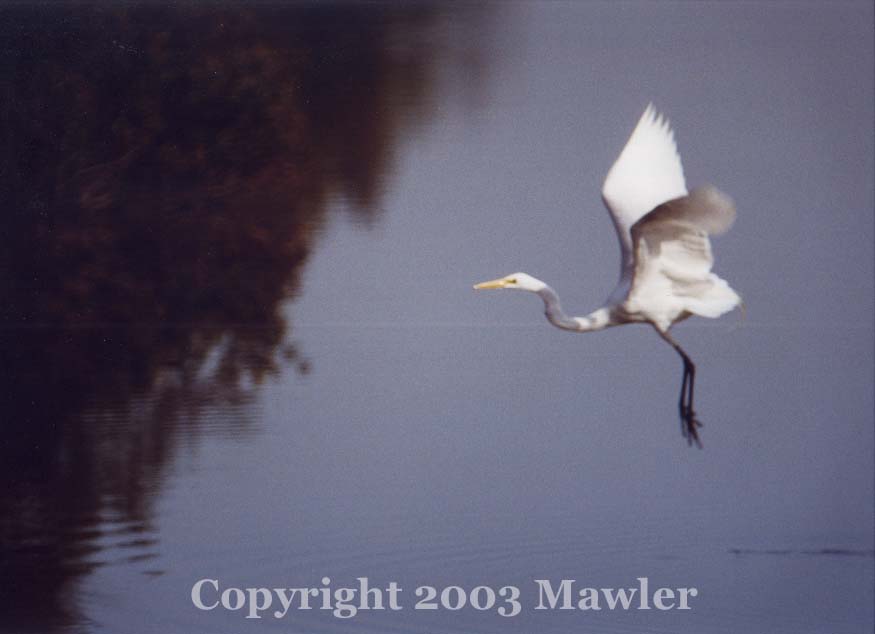 Egret landing, Assateague National Wildlife Refuge, Assateague, Virginia, USA