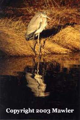 Great Blue Heron, Assateague National Wildlife Refuge, Assateague, Virginia, USA