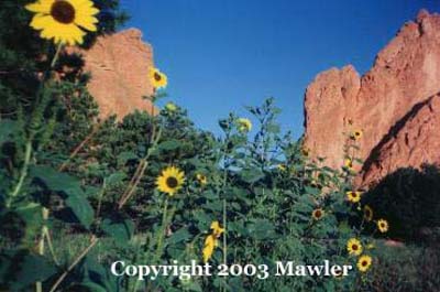 Wild Sunflowers in Garden of the Gods City Park, Colorado Springs, Colorado, USA