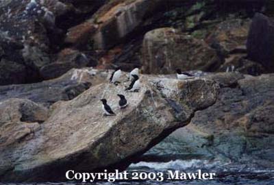 Razor Bills off the coast of Cape Breton Island, Nova Scotia, Canada