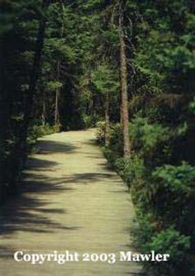 Boardwalk in Algonquin Provincial Park, Ontario, Canada