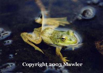 Bullfrog in Algonquin Provincial Park, Ontario, Canada