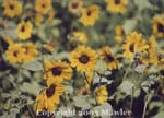 Wild sunflowers, south of Ft McLeod, Alberta, Canada