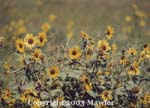 Wild sunflowers, south of Ft McLeod, Alberta, Canada