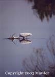 Egret fishing, Assateague National Wildlife Refuge, Assategue, Virginia