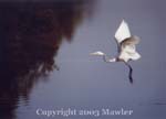 Egret landing, Assateague National Wildlife Refuge, Assategue, Virginia