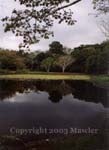 Pond at Tikal National Park, El Peten, Guatemala