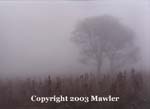 Tree in a corn field, seen through the mist, Guatemala