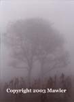 Tree in a corn field, seen through the mist, Guatemala