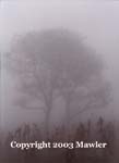 Tree in a corn field, seen through the mist, Guatemala