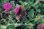 Butterfly in Arboretum in Richmond, Virginia